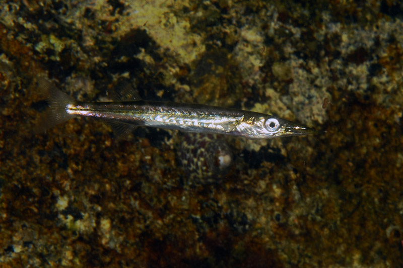 Piccolo Sphyraena sp